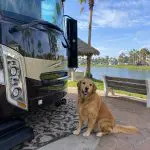 8-DogFriendly