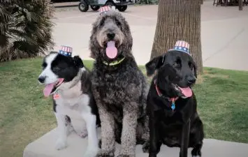Three dogs wearing festive hats, sitting together on a concrete ledge in a grassy area, embodying the pet-friendly atmosphere at Gulf Waters Beach Front RV Resort.