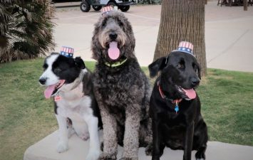 Three dogs wearing patriotic hats at Gulf Waters Beach Front RV Resort.