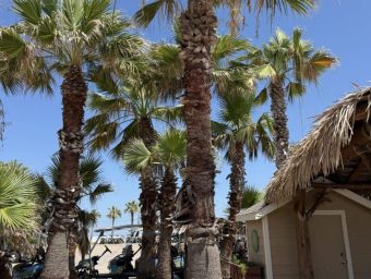 beautiful palm trees
