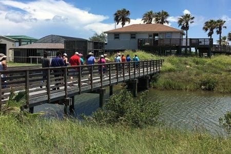 Visitors walking along a wooden boardwalk at the University of Texas Marine Science Institute in Port Aransas, surrounded by greenery and water.