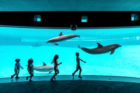 Kids watching dolphins swim in an aquarium tank with large viewing window.